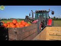 How Millions of Pumpkins Are Grown,Harvested and Processed Using Agricultural Technology.#15