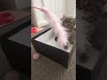 8 week old Kittens playing in boxes
