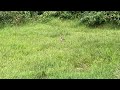 Bunnies, Southern New Hampshire, August 21, 2024