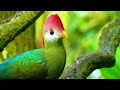 Bird Collection in 8K UHD 60FPS | Bird sounds with soothing relaxing music