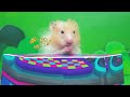 Hamster DJ Vs Talking Tom Police Takes Over the Party!!! Can Tom Police Escapes? | SC Hamster