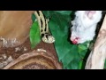 Banana King snake feeding