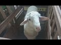 The biggest boer goat 128 kilos in village farm | Boer goat Farming in village