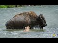 A Bison Mom Pulls Out All the Stops to Save Her Drowning Calf