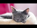 KORAT Cat 101 - Most underrated cat breed you've never heard of