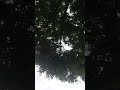 tree and sky, hyperlapse, long take