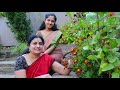 How to grow Curry Leaf Plant in Northwest of United Sates - video in English