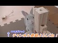 Bunny 'Popo' plays so hard and get tired!