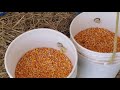 Sheep Farming - Quick, Easy & Simple Way To Feed Sheep