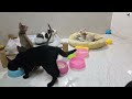 Funny Cat Video Compilation😹World's Funniest Cat Videos😹🐶Funny Cat Videos Try Not To Laugh😺