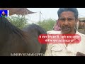 बिकाऊ घोड़े - पार्ट 35 Balotra Horse Market 2024 Tilwada Pashu Mela Horse Sale Price Video