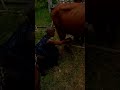 Don't Miss out this🙄African Village routine  ,Milking Cows Zimbabwe  (Chivi  Davira)