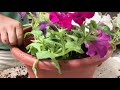 Ask Ian: Container Gardening