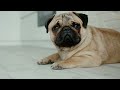 Calming Music for Puppies With Soothing Relaxation Ambiance🐶Relaxing Music for Pets🎵Relax my dog