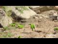 Vernal Hanging Parrot นกหกเล็กปากแดง