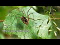 Opiliones facts: they're also known as daddy long legs | Animal Fact Files