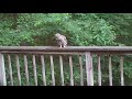 Barred owl juvenile playing with a stick on our deck