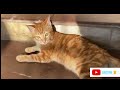 Cat facts || cute moment ||Catsworldshabeenkhan