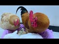 The kittens slept with the chicks as their own children, the rooster and the hen were angry😂