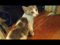 Zappy Zeus - Our Pet Cat 🐈