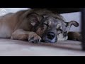 [NO ADS] Music for Dogs: The Best Anti-Anxiety Music for Dogs! Beautiful Video to Prevent Stress