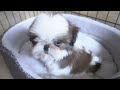 3 Adorable Shih Tzu Puppies | So playful