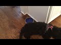 Dog tries to dig in water!