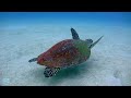 Ocean 4K - Beautiful Coral Reef Fish in Aquarium, Sea Animals for Relaxation (4K Video Ultra HD) #41