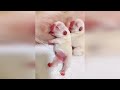Cute Baby Animals Videos Compilation | Funny and Cute Moment of the Animals #12