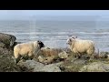 The sheep and the sea