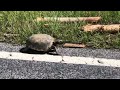 Gopher Tortoise - Ridgeland SC