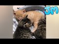 Pitiful kittens meowing, abandoned by mom