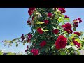 4K | Rose Festa 2024 | Rose Garden |OSAKA Expo'70 Commemorative Park | ローズフェスタ 2024 | 万博記念公園 | Japan