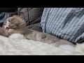 [고양이가좋아하는음악]   Cat's favorite music, 수면에도움되는음악, 심리안정, 자장가,  스트레스해소, 힐링음악, Relaxing