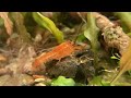 Nano Aquascape For Mexican Dwarf Crayfish and Shrimp