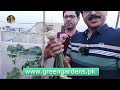 Amazing Model Rooftop Kitchen Garden at Lahore | 3G Pruning | Gardening With Javed Iqbal