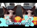 Another  cat video