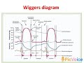 Wiggers diagram / cardiac cycle
