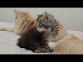 Kittens Meet Uncle Buster for the First Time!