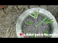 Rain Lily Plant Care  || Rain Lily || रेन लिली || #flowers #rainlily #garden#viralvideo