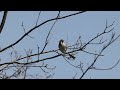 Field Sparrow