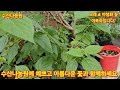 1507회. 수산나농원에 무더위에도 꽃이 피고있네요 놀러오세요.