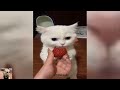 😹🐶 Funniest Cats And Dogs Videos 😁 - Best Funny Animal Videos 2024 🥰Part 8