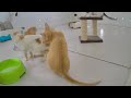 🐕 Laugh Uncontrollably! Best Funny Cat Videos 2024 🐱😍 Funny Videos Compilation 😹