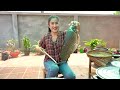 Delicious fish and chickens cooking - Country style food cooking - Cooking with Sreypov