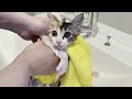 【保護子猫】初めてのお風呂で大絶叫してしまった子猫がこの後まさかのこうなりました。Kitten taking a bath
