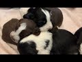 Introducing Kahlua's puppies - English Springer Spaniel 4 Weeks Old