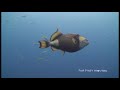 Angry Triggerfish Attack Compilation