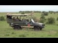 Cheetah jumps into a Safari Vehicle - Masai Mara - Kenya