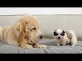 Golden Retriever Heartwarming Reaction To Meeting A Stray Puppy For The First Time(Cutest Ever!)